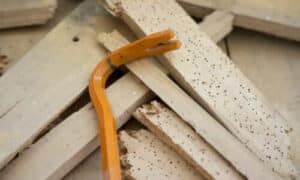 i tarli devono essere eliminati dal legno attraverso varie metodologie che studierà il disinfestatore