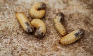 i tarli sono insetti pericolosi per i mobili tessuti e soprattutto travi che sorreggono le pareti