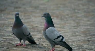 foto-piccioni