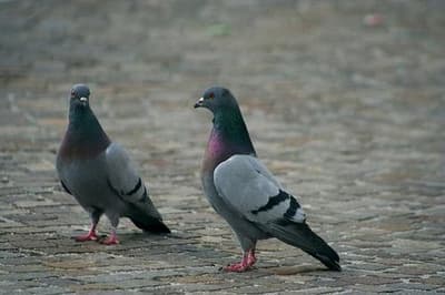 foto-piccioni