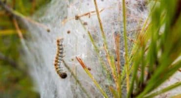 Le processionarie lasciano dei filamenti bianchi su alberi o piante