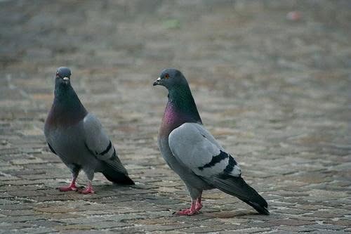 foto-piccioni